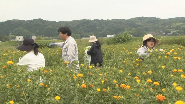 ベニバナ摘み