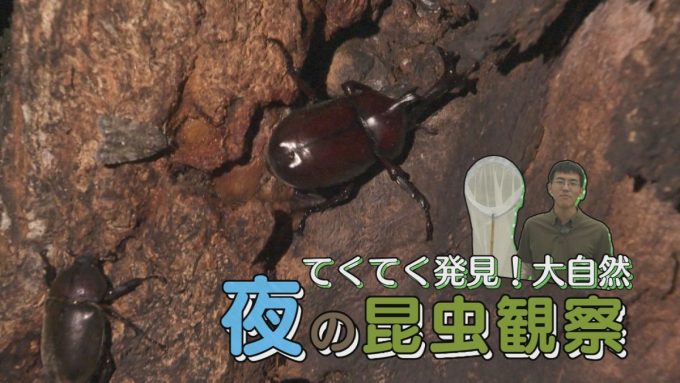 8月11日号のi-cityニュース