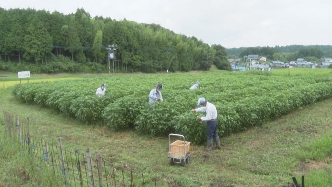 8月25日号のi-cityニュース