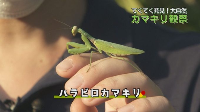 10月29日号のi-cityニュース