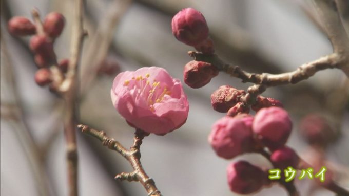 2月4日号のi-cityニュース