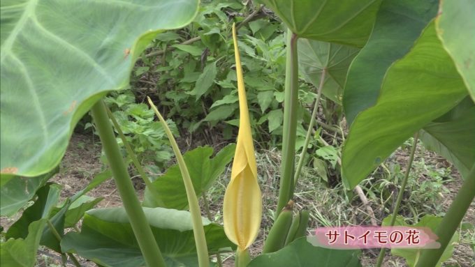 9月14日号のi-cityニュース