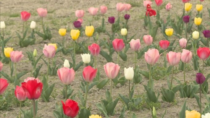 4月5日号のi-cityニュース