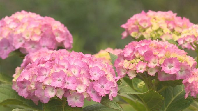 6月13日号のi-cityニュース