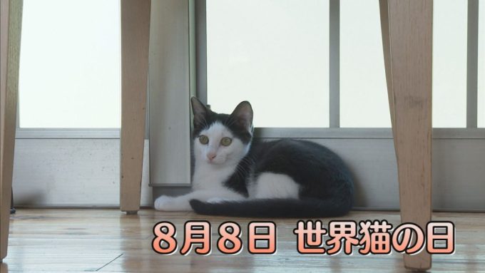8月8日号のi-cityニュース