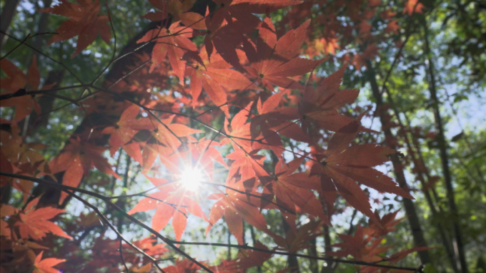 11月22日のi-cityニュース