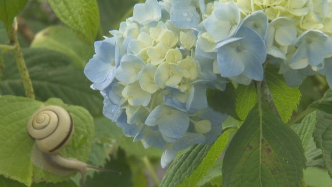 6月20日号i-cityニュース