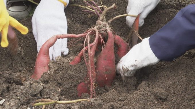 10月24日号のi-cityニュース