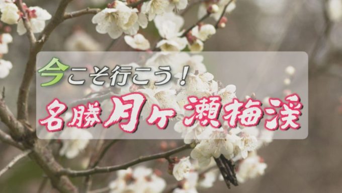 今こそ行こう！名勝月ヶ瀬梅渓