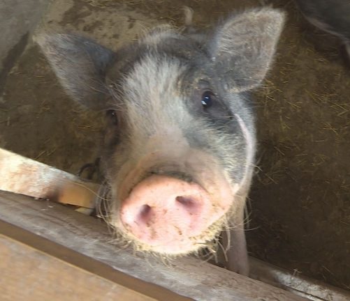 動物で癒しをお届け！