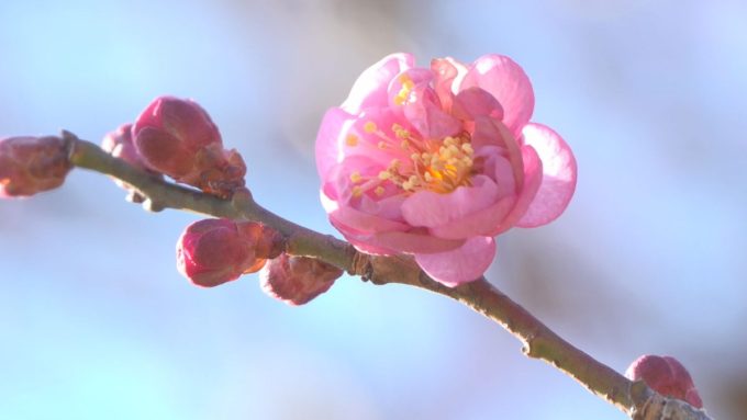 2月4日号のi-cityニュース