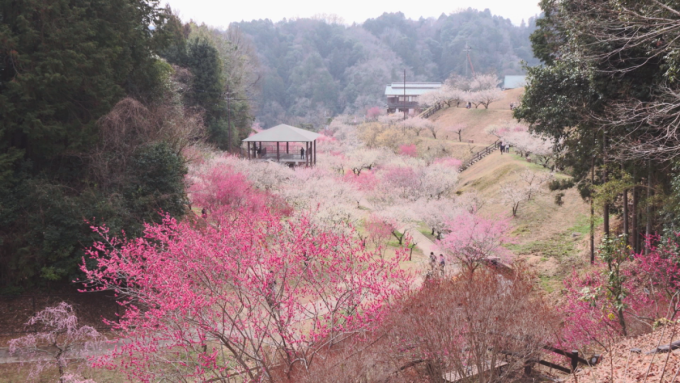 3月2日号のi-cityニュース